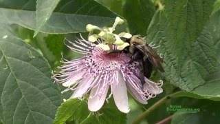 Female Eastern Carpenter Bees Xylocopa virginica Pollinating Passion Flower Passiflora incarnata [upl. by Reiners]