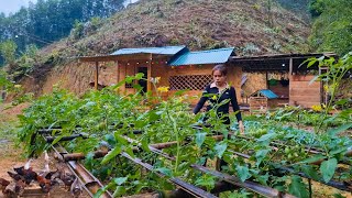 Harvest grapefruit and sell it to earn extra income to cover your living expenses [upl. by Asihtal188]