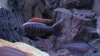 Copadichromis virginalis fire crest [upl. by Chemar]