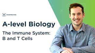 The Immune System B and T Cells  Alevel Biology  OCR AQA Edexcel [upl. by Eellac32]