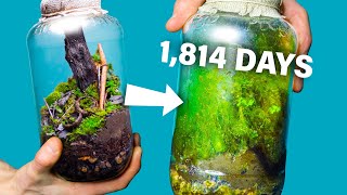 I Made a Free Terrarium 1814 Days Ago How Is It [upl. by Adlez]