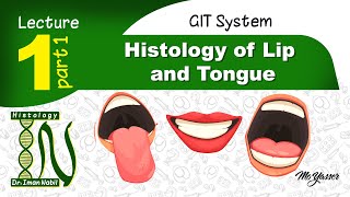 1a Histology of Lip and tongueGIT [upl. by Ennaj81]