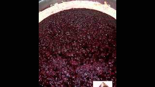 Vinification en rouge  macération [upl. by Coopersmith]