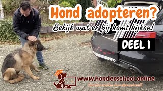 Hond adopteren buitenland [upl. by Parshall]