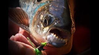 Fly Fishing Machaca In Costa Ricas Wild Rivers [upl. by Zischke]