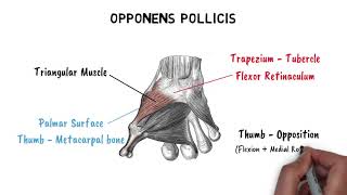 THENAR amp HYPOTHENAR MUSCLES [upl. by Eineeuq]