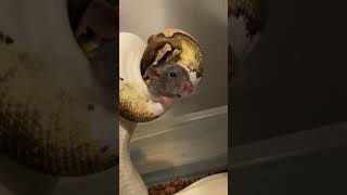 Ball python live feeding [upl. by Crescin]