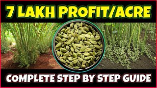 Ultimate Guide to Cardamom Elaichi Farming  Complete Cultivation Tips [upl. by Stedmann]