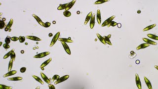 Euglena  The Flagellate [upl. by Llerehc]