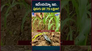 iSmart News  ఇదేందయ్యో ఇదిపురుగు ధర 75 లక్షలా  TV9 [upl. by Saticilef]