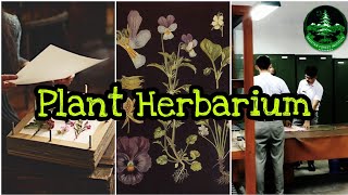 Plant Herbarium  How To Make Standard Herbarium Sheet Herbarium [upl. by Lledner]