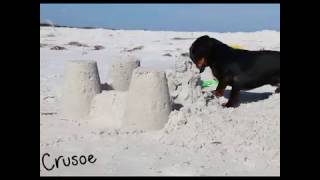 Crusoe the Dachshund Will Destroy All Sand Castles [upl. by Ilat921]