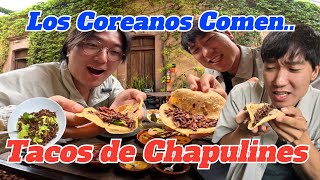 Los COREANOS comen TACOS de CHAPULINES [upl. by Kristofer888]