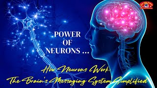 How Neurons Work  The Bodys Messaging System [upl. by Ahsyas176]