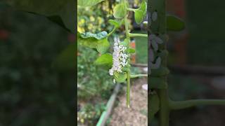 Parasitic Wasp Larvae eating the tomato worm  nature is horrifying 😱 [upl. by Gabler]