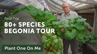 80 BEGONIA SPECIES TOUR at Fort Worth Botanic Gardens Private Collection — Ep 289 [upl. by Folsom]