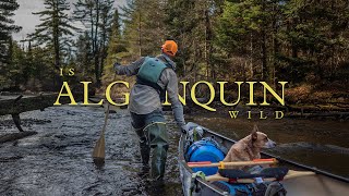 Is Algonquin Wild  An Algonquin Park Canoe Story 4K  HDR [upl. by Latrina]