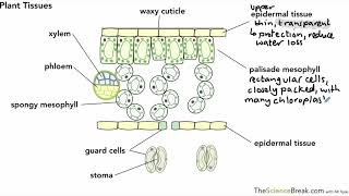 Plant Tissues for AQA 91 GCSE Biology and Trilogy Combined Science [upl. by Eisserc975]