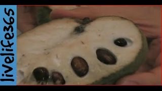 How to eat and open Cherimoya [upl. by Fritze]