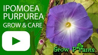 Ipomoea purpurea  grow care and other uses [upl. by Bensen466]