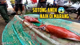 pesta candat sotong marang TERENGGANU [upl. by Estren]