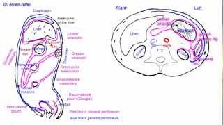 Tracing the peritoneum in sections  simplified [upl. by Yttap]