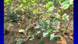 New Technology and Future of Pigweed Control [upl. by Annaxor580]