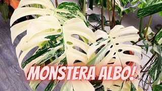 Monstera ALBO Variegata COMPLETE Care Guide  Propagation and Common Problems [upl. by Anamor138]