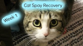 Cat Spay Recovery Week 1  AnimalPetLover6 [upl. by Ahtebbat910]