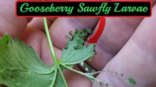 A Currant Problem  The Gooseberry Sawfly Larvae [upl. by Boniface]