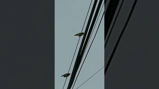 Pigeon Philippine Glossy Starling amp Common Mynah OliveBacked Sunbird BlackNaped Oriole [upl. by Nekcarb]