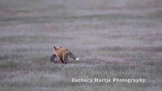 Fox Kit and Eagle [upl. by Merridie]