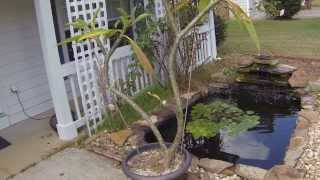 How To Trim Your Plumeria Tree  Plumeria Care [upl. by Sophia]