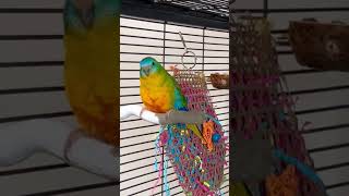 Gorgeous Turquoisine parakeet australianparrots parakeet parrot birds [upl. by Hsima]