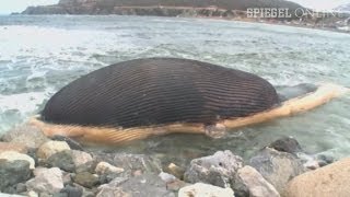 Gefährliches Strandgut WalKadaver kurz vor Explosion  DER SPIEGEL [upl. by Champaigne526]