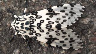 Leopard Moth Erebidae Hypercompe scribonia Dorsal View [upl. by Chloette]