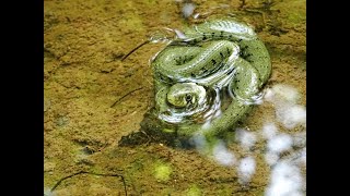 Ringelnatter in der Waldpfütze [upl. by Cower986]