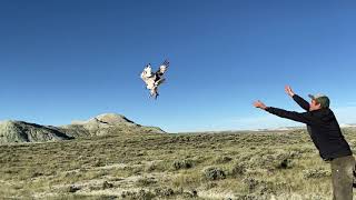 Ferruginous Hawk Release  TRC Research Team [upl. by Higley]