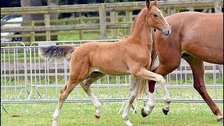 Uhtred DS  colt by Henkie x Indiana [upl. by Eenitsed]