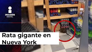 Captan a rata gigante en Nueva York ‘crecen diferentes’ [upl. by Rihaz]