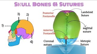 Skull Bones  Skull Sutures  Fontanelle  Anatomy and physiology  Easy Diagrammatic presentation [upl. by Hennebery]