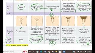 Tanner Stages of Male and Female Pubertal Development [upl. by Nnylatsyrk]