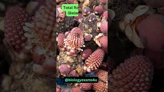 Angiospermic parasites  Total and Partial Root amp Stem Parasites biologyexams4u [upl. by Loralyn]