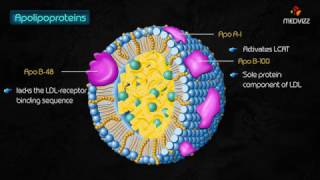 Apolipoproteins [upl. by Sontag]