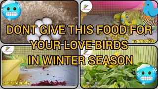 Dont give this food to love birds in winter season 🥶🥶🥶 [upl. by Greenquist]