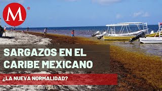 Sargazo la nueva normalidad en el caribe mexicano  Claves del Cambio Climático [upl. by Surtimed141]