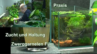 Zwerggarnelen Film in der Praxis Garnelenzucht und Haltung der Caridina ist gar nicht schwer [upl. by Jeroma]