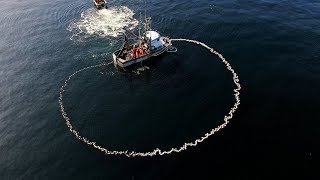 Salmon Seining  View from Up Top [upl. by Janenna624]