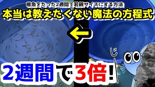 メダカをたった２週間で３倍に成長させる魔法の方程式【媛めだか早く大きくする方法】 [upl. by Eleaffar801]