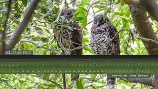 Powerful Owl Calls amp Sounds [upl. by Bikales]